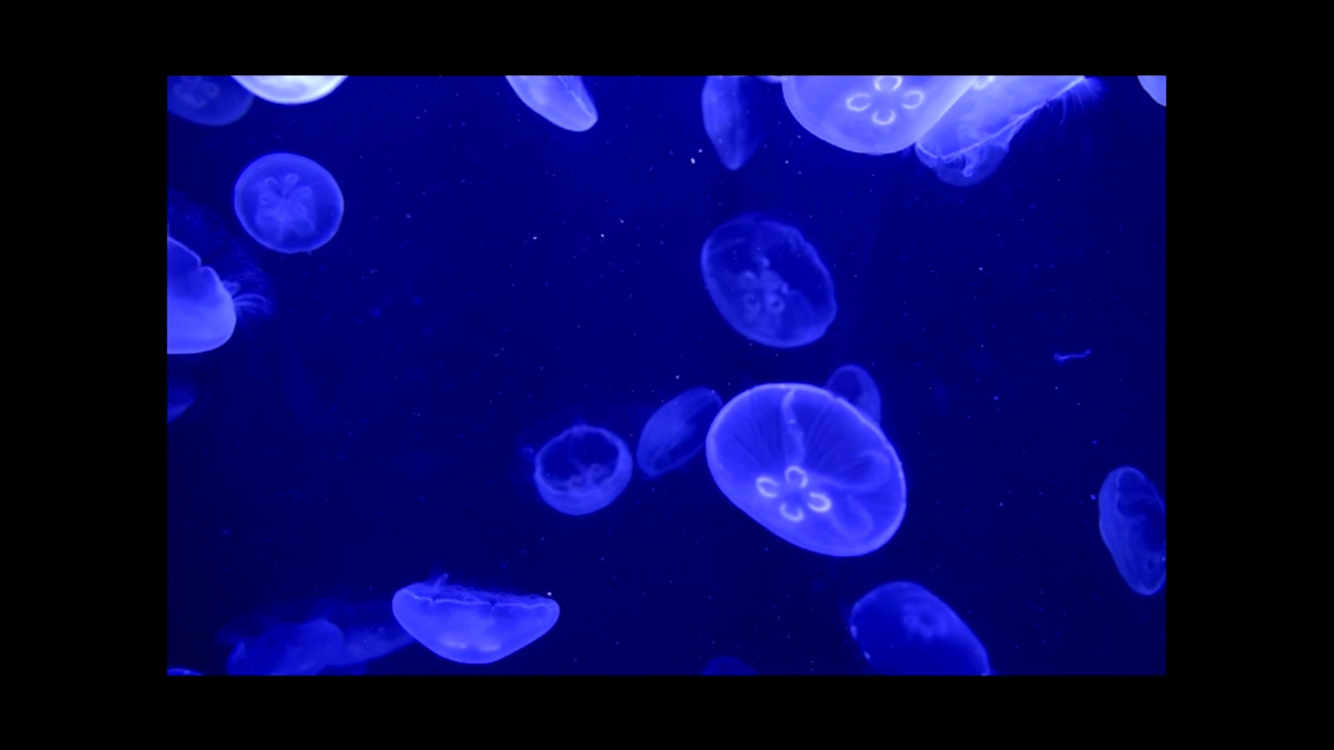 Jellyfish (Alforrecas)